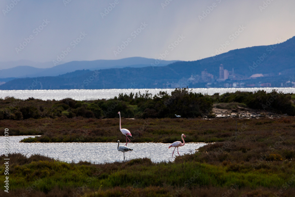 Fototapeta premium Flamingos in Delta de l'Ebre Nature Park, Tarragona, Spain