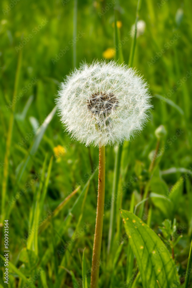 Fototapeta premium White dandelion flower stem, round ball of flying seeds, Close up shot, shallow depth of field, no people