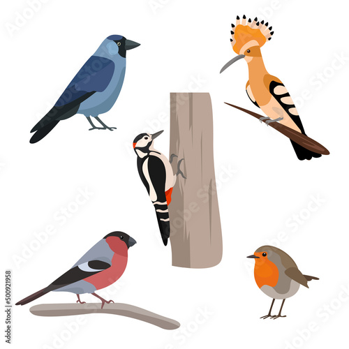 urban birds illustration vector