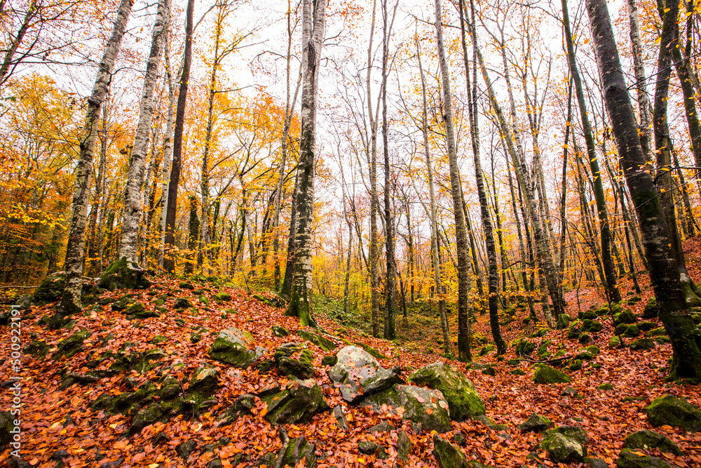 Autumn in La Fageda D En Jorda Forest, La Garrotxa, Spain Autumn in La Fageda D En Jorda Forest, La Garrotxa, Spain