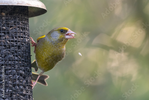 European greenfinch (Chloris chloris) eating sunflower seeds from a bird feeder.
