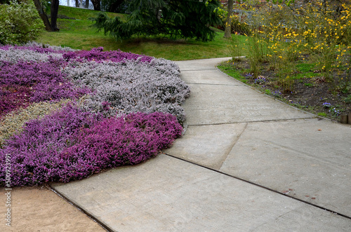 slope garden with heather near concrete sidewalk zigzagging with park. stands in dense clumps. in the background bushes yellow flowering