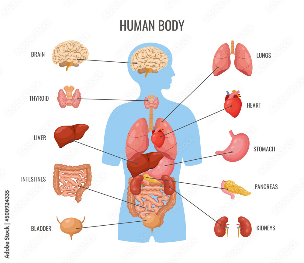 Vettoriale Stock Human body internal organs. Inner organ flat poster,  biology medicine banner template. Science anatomy, medical education card.  Heart, brain, lungs neoteric vector | Adobe Stock