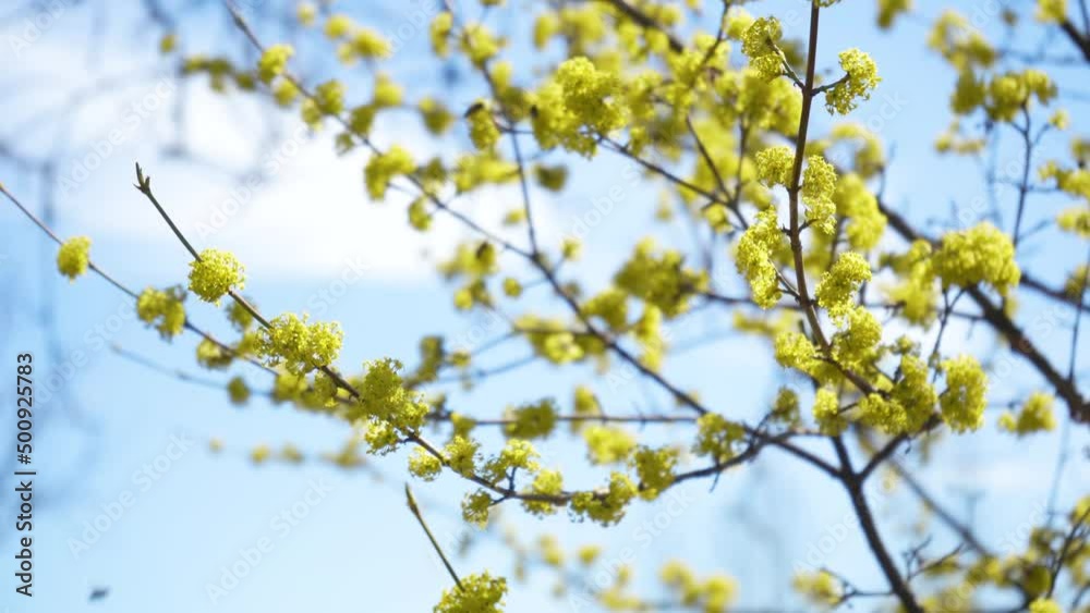 Honey bees collect nectar in Dogwood or european cornel tree branches springtime in bloom, Cornelian cherry with yellow flowers in sunlight. 4K close-up. Polination of tree flowers Honey bees collect nectar in Dogwood or european cornel tree branches springtime in bloom, Cornelian cherry with yellow flowers in sunlight. 4K close-up. Polination of tree flowers