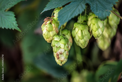 ripe hop cones and leaves