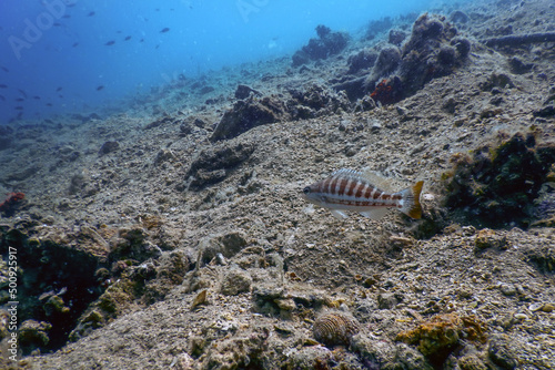 Obraz na płótnie Comber Fish 