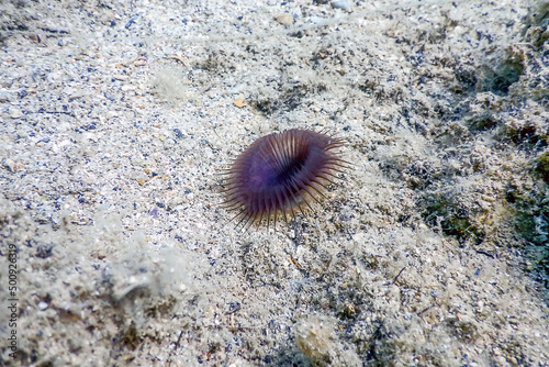 Slime tube worm (Myxicola infundibulum) sea bottom photo