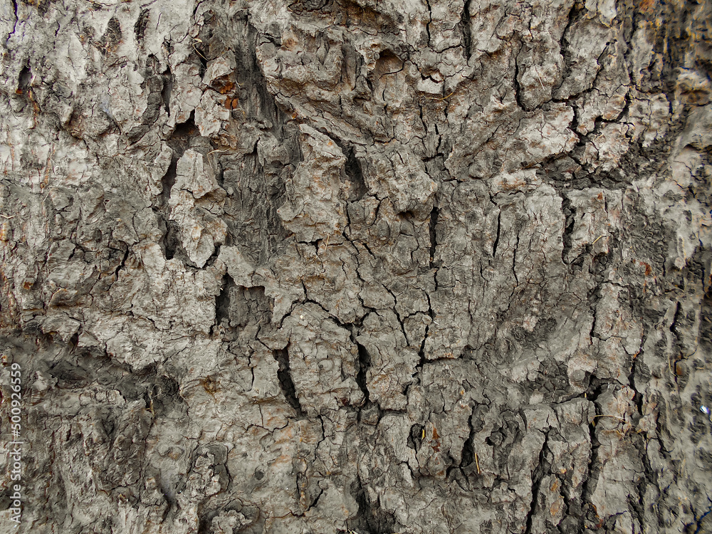 old dry tree brown bark background and tree bark wooden texture, close up of the tree bark old dry tree brown bark background and tree bark wooden texture, close up of the tree bark