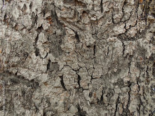 old dry tree brown bark background and tree bark wooden texture, close up of the tree bark