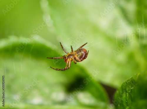 Eine kleine braune Spinne in einem Netzt über einem Blatt.
