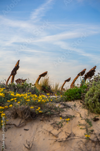 Anclas de la   praia do barril   en el Algarve