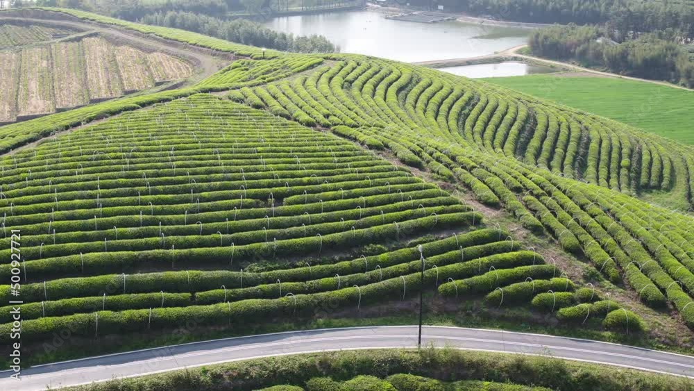 tea plantation in mountain tea plantation in mountain