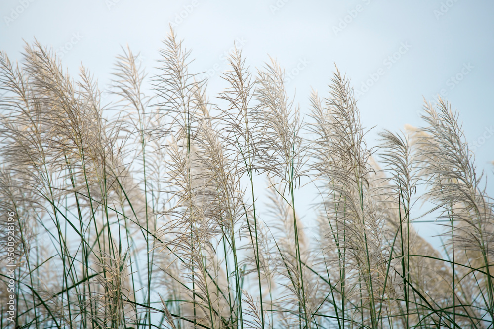 Fototapeta premium reeds grass flower