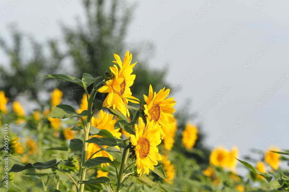 Obraz premium OLYMPUS DIGITAL CAMERA