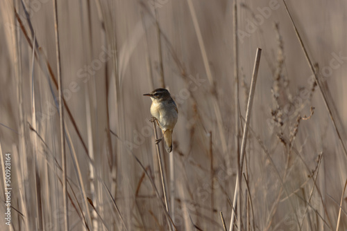 Acrocephalus schoenobaenus Sedge Warbler perching on reed, singing or in flight
