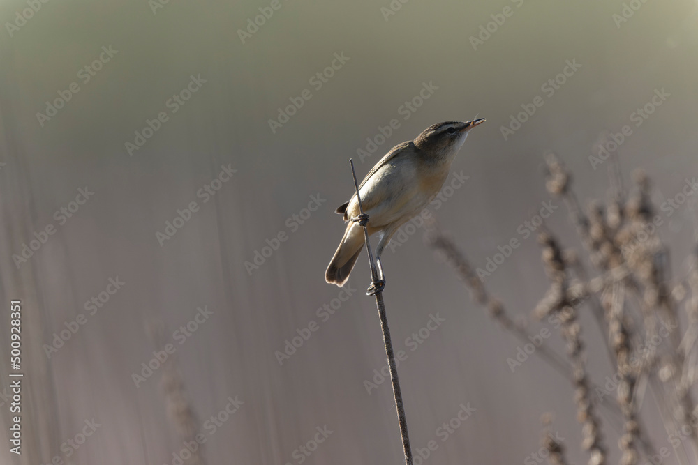 Obraz premium Acrocephalus schoenobaenus Sedge Warbler perching on reed, singing or in flight