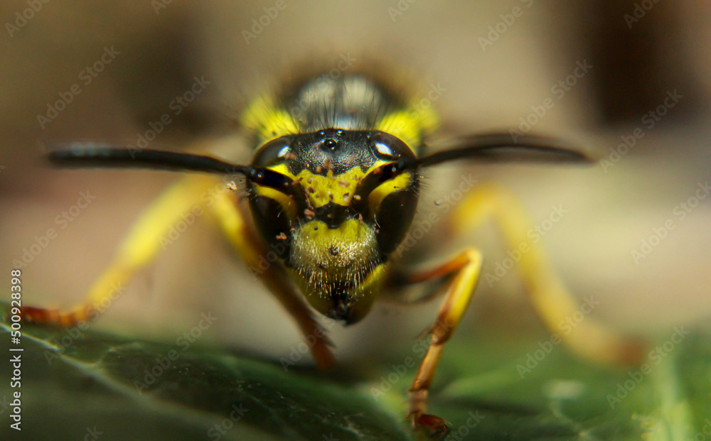 Eine extreme Nahaufnahme einer Wespe. Eine Wespe, Hautflügler (Hymenoptera).
Eine extreme Nahaufnahme einer Wespe. Eine Wespe, Hautflügler (Hymenoptera).