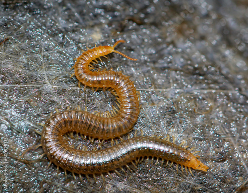 Eine Nahaufnahme eines Bodentausendfüßler, Geophilus carpophagus.
 photo