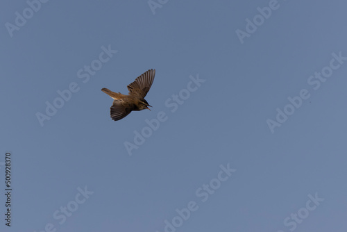 Acrocephalus schoenobaenus Sedge Warbler perching on reed, singing or in flight