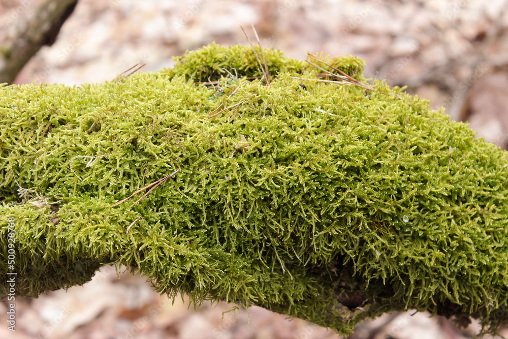 Close up green moss on old rotten tree stump. Close up green moss on old rotten tree stump.