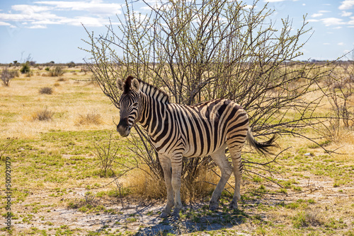 Zebra