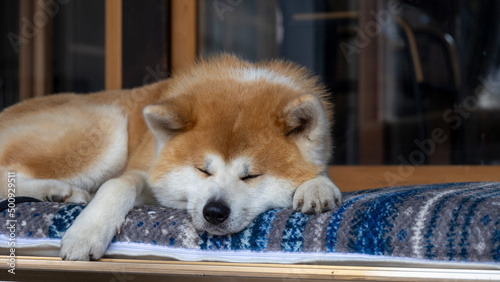 縁側で寝ている秋田犬
