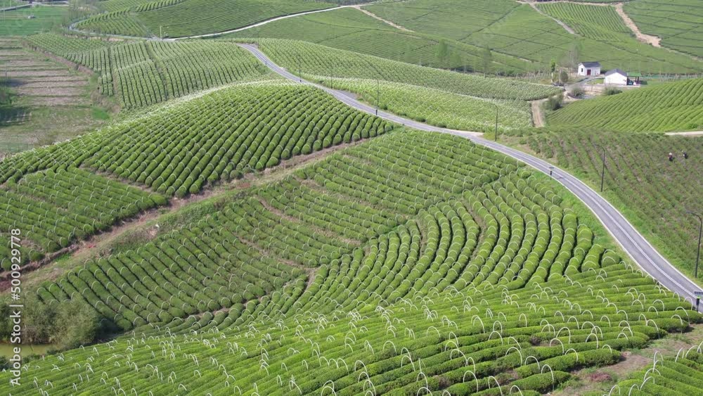 tea plantation in mountain tea plantation in mountain