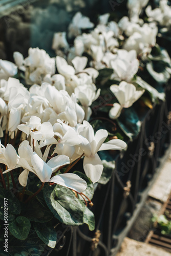 Beautiful white cyclamen flowers on the street of Verona city.