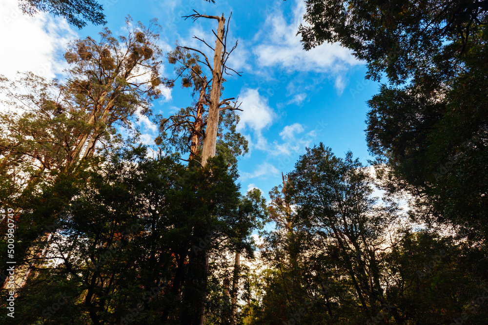 Fototapeta premium Rainforest Gallery Warburton in Victoria Australia