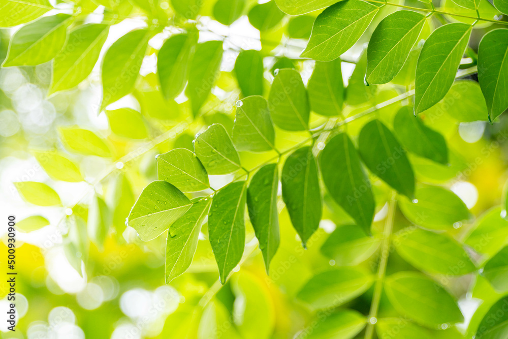 Green leaves wallpaper Green leaves wallpaper