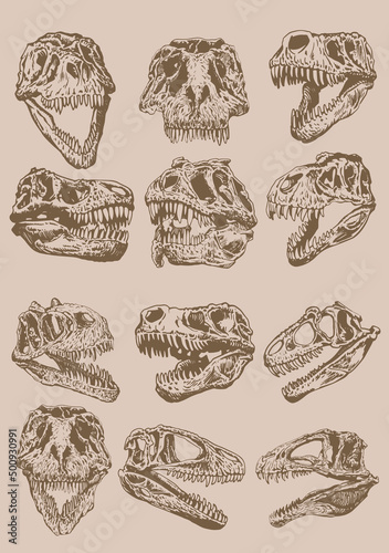 Graphical vintage set of skulls of tyrannosaurus, sepia background,paleontological elements 