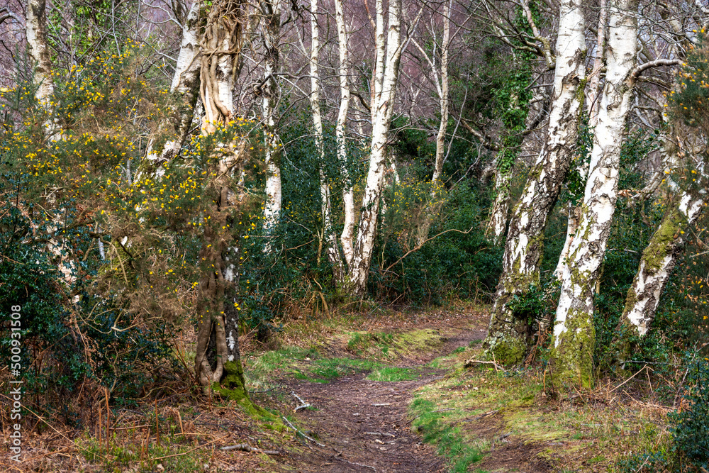 Silver Birch trees lining the pathway Silver Birch trees lining the pathway