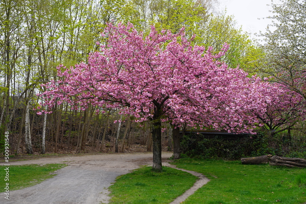 Obraz premium Kirschblüte in der Wollankstraße in Berlin