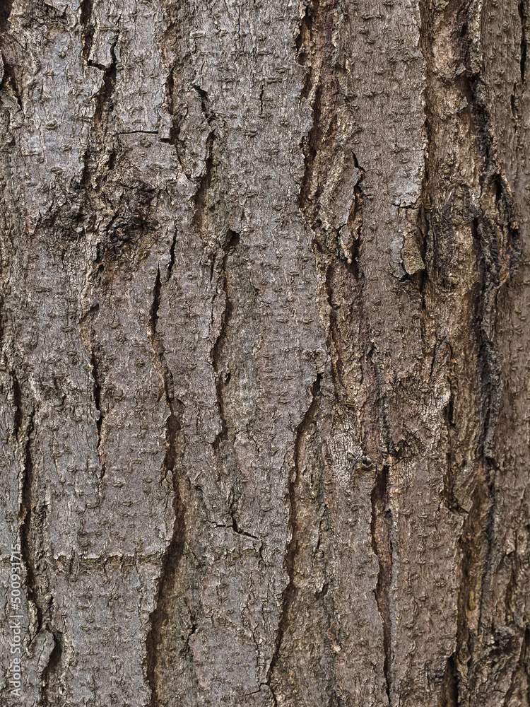 tree bark texture close up, cracks tree bark texture close up, cracks