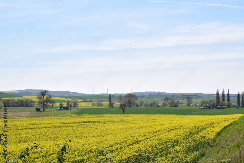 gelb blühende Felder