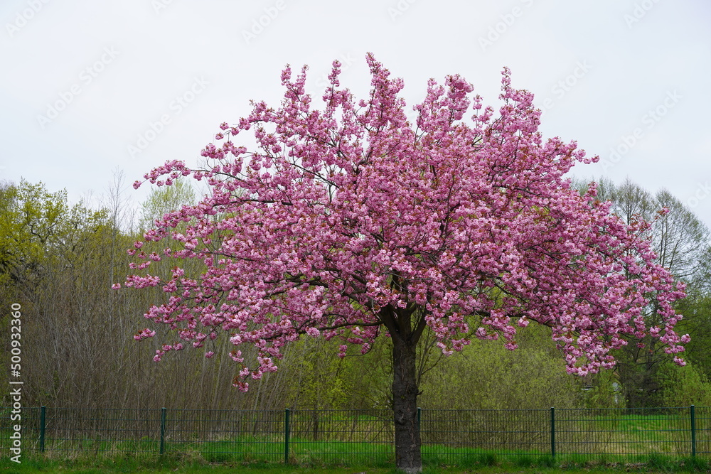 Kirschblüte in der Wollankstraße in Berlin