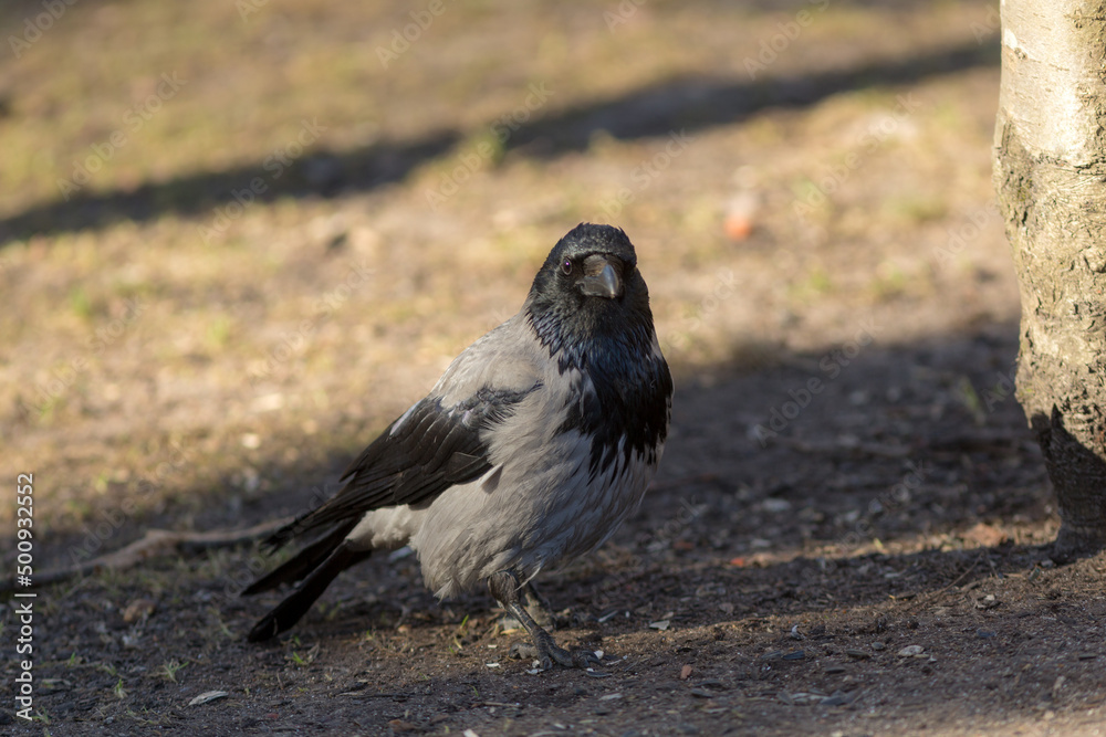 Fototapeta premium portrait of a gray crow