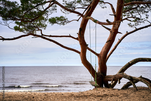 Swing on the branch of the pine tree at the sea shore