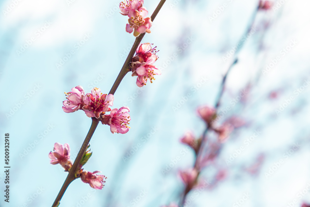 Peach tree branch with pink blossom and young leaves. Blooming peach tree. Little pink flowers on the branch of peach tree in the garden Peach tree branch with pink blossom and young leaves. Blooming peach tree. Little pink flowers on the branch of peach tree in the garden