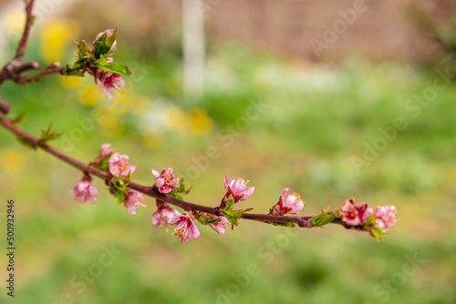 Peach tree branch with pink blossom and young leaves. Blooming peach tree. Little pink flowers on the branch of peach tree in the garden