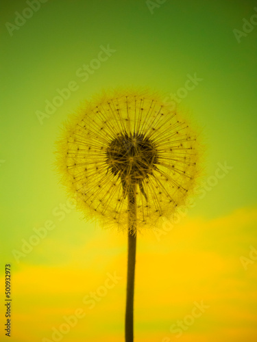 Close-up of a dandelion on a green-yellow background. Image of a wild flower. Free space for text. Suitable for a banner about nature or spring.
