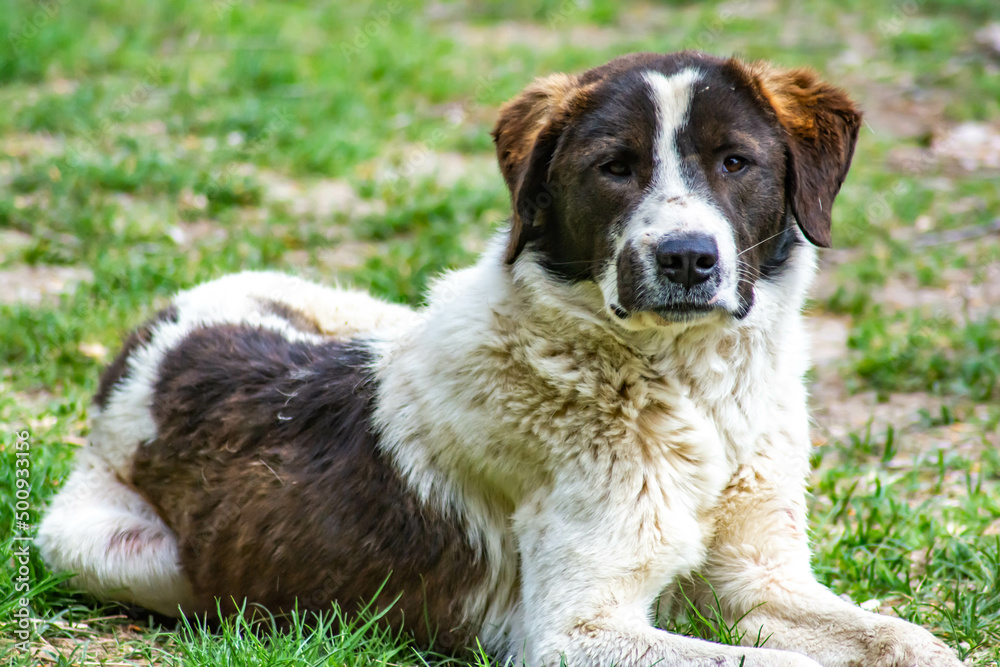 Beautiful dog with black and white shades. Big dog portrait Beautiful dog with black and white shades. Big dog portrait