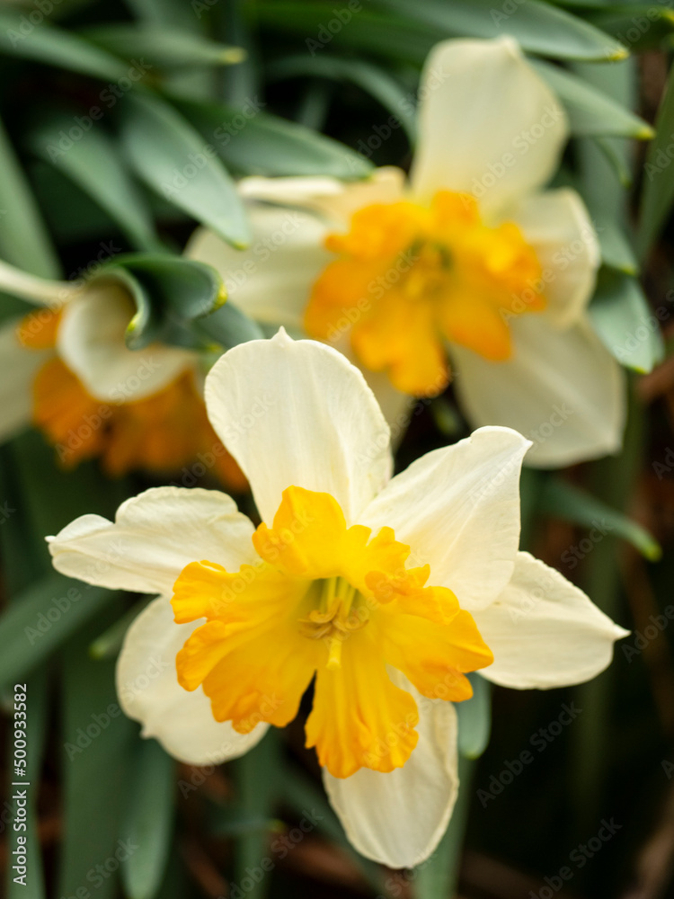 white and orange daffodil