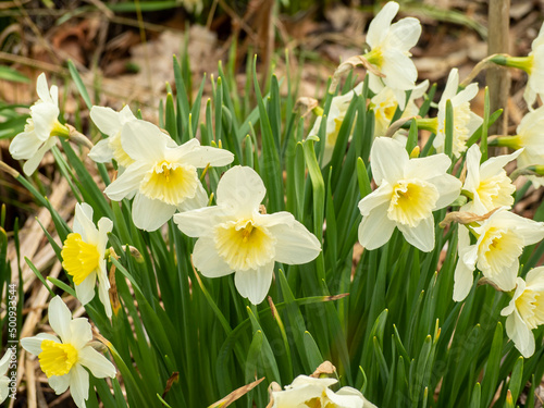 Fototapeta Naklejka Na Ścianę i Meble -  white daffodile