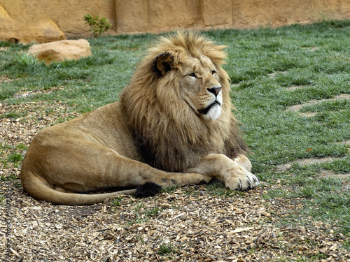 The barbary lion  Panthera leo leo  is considered the largest subspecies of lion.