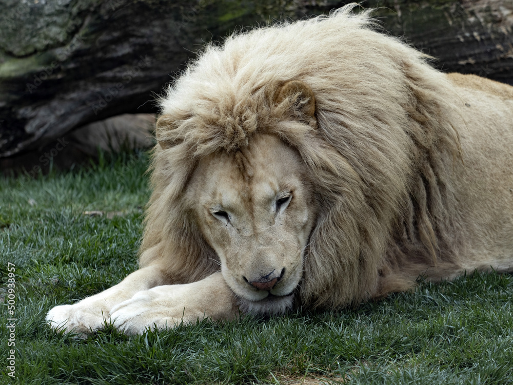 The Southern African lion, Panthera leo melanochaita, was already extinct in the wild, living only in human care.