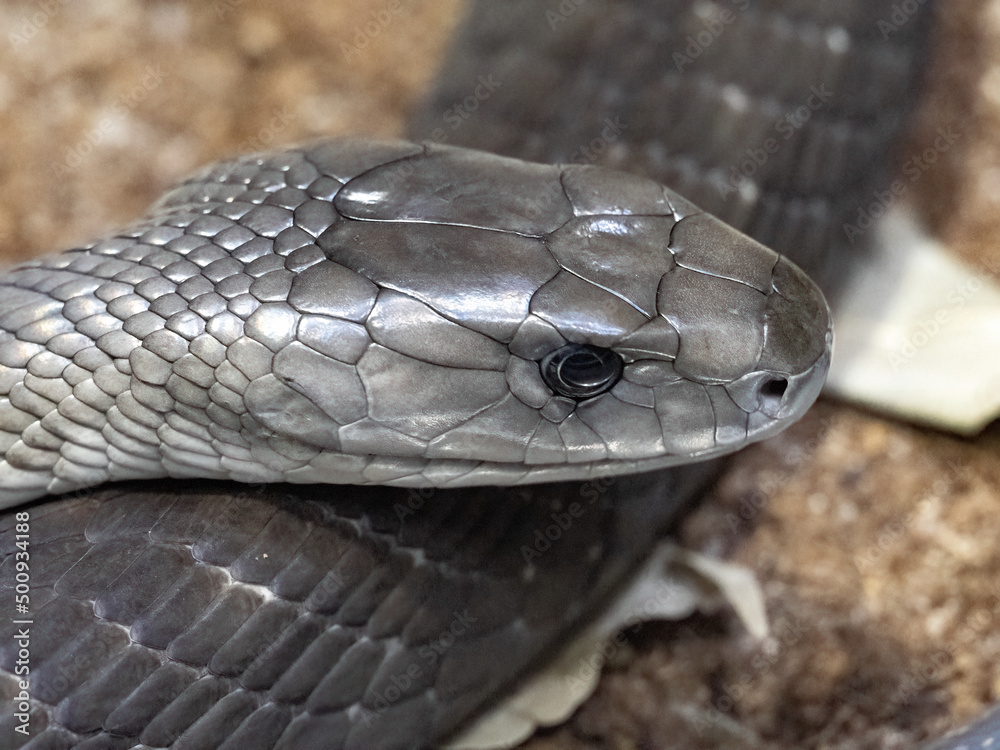 Black mamba, Dendroaspis polylepis, the dreaded dangerous venomous snake.