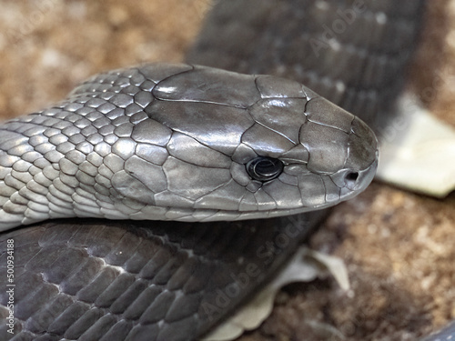 Obraz na płótnie Black mamba, Dendroaspis polylepis, the dreaded dangerous venomous snake. w salonie