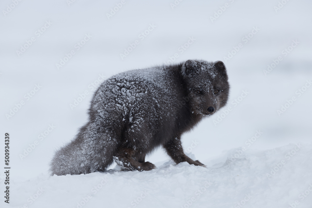 Obraz premium renard 