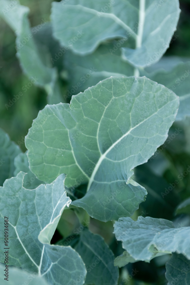 Close up of wild broccoli leaves, agricultural concept Close up of wild broccoli leaves, agricultural concept